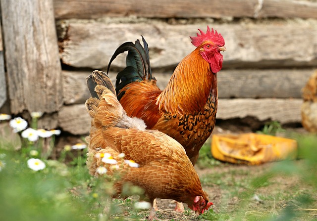 Top 10 Ways To Save On Chicken Feed Costs