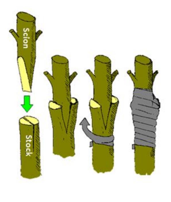 Saddle-grafting-example.jpg
