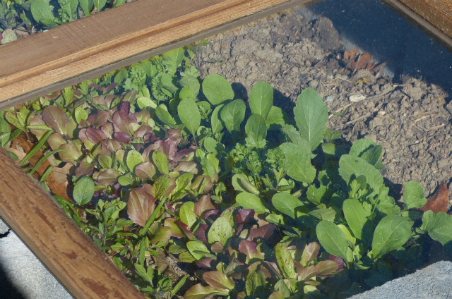 salad greens.JPG