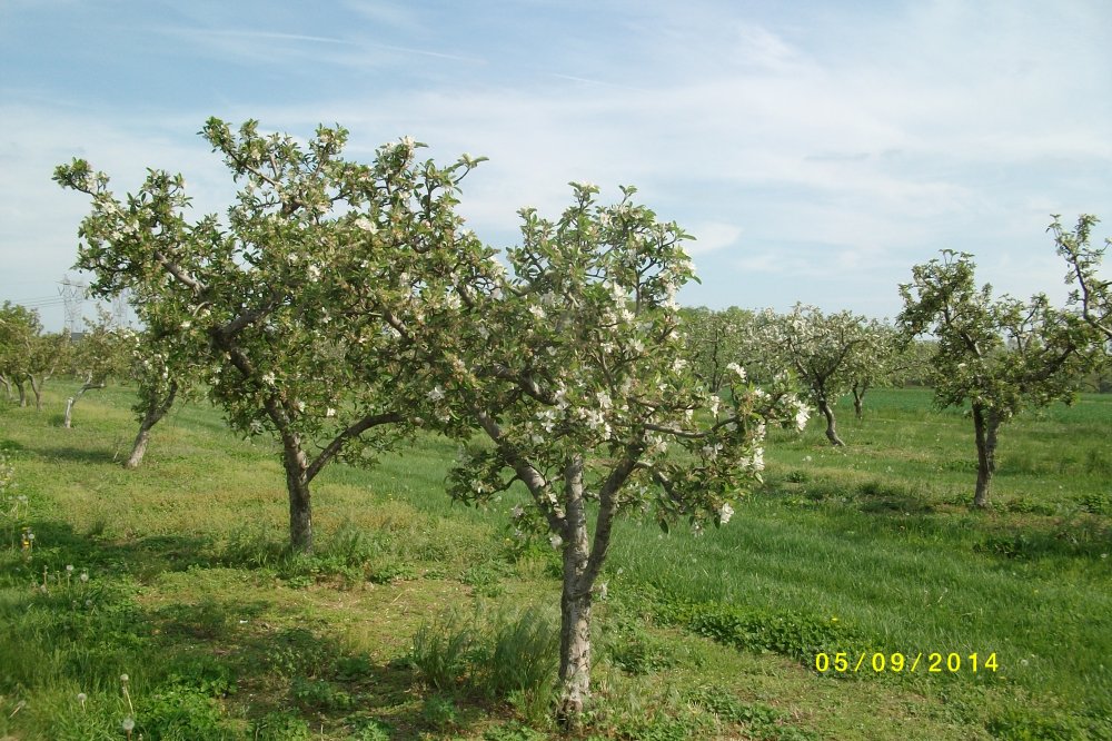 SANY7675.JPG