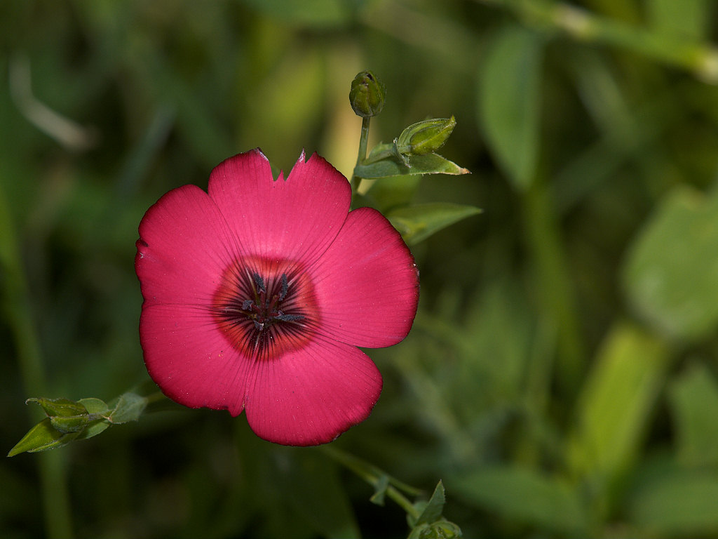 Scarlet_flax_X7146225_07-14-2021-001.jpg