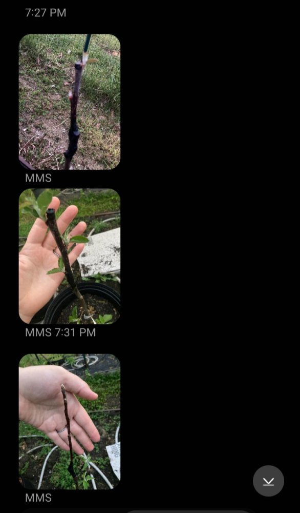 Screenshot_20240416_210829_Messages.jpg
