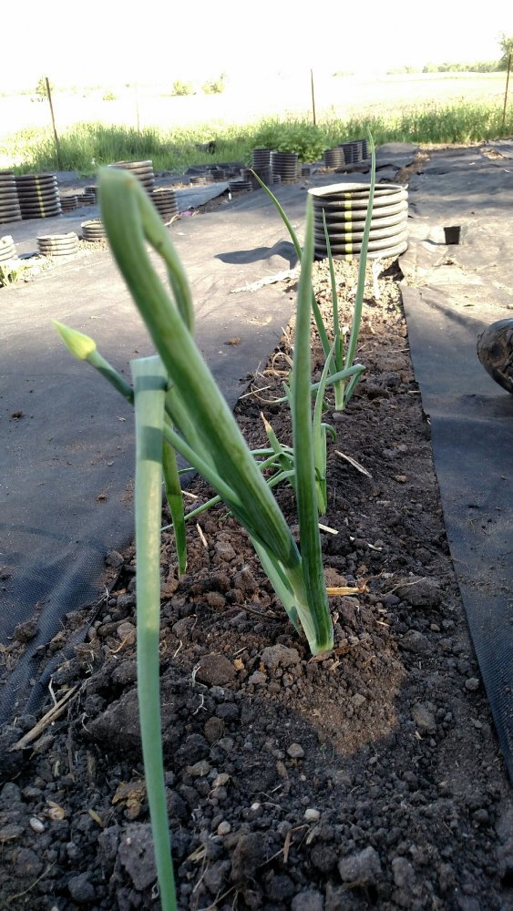seed onions.jpg