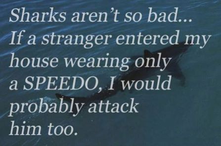 sharks.jpg