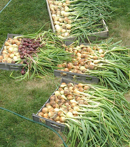 some onions 2014.jpg