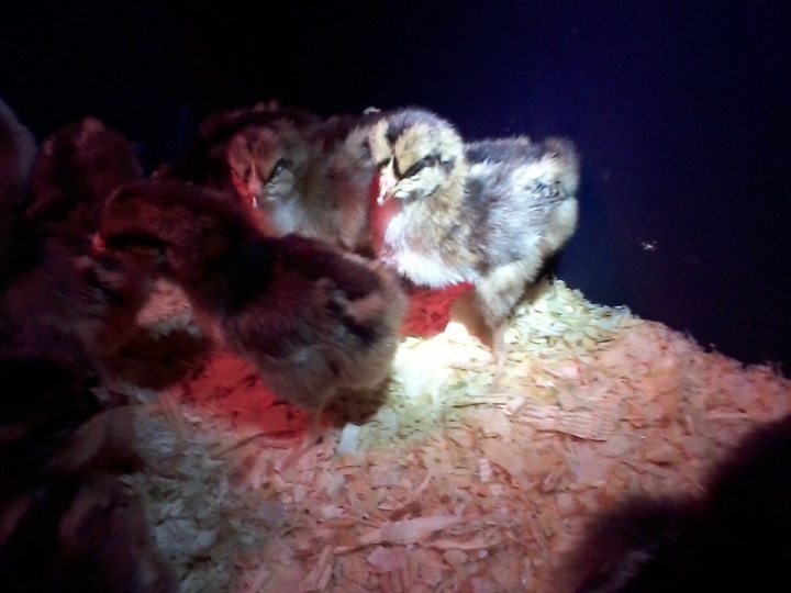 Speckled Sussex Chicks.jpg