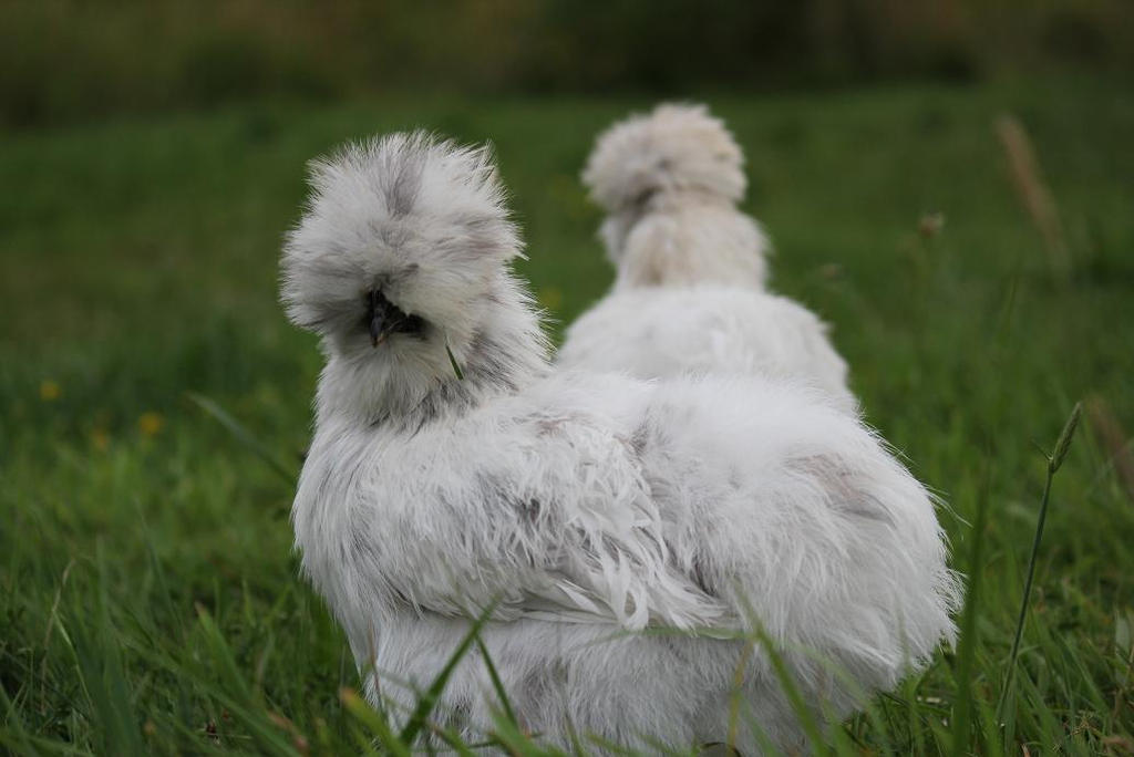 splash_hen_by_seerisil_d73z46i-fullview (1).jpg
