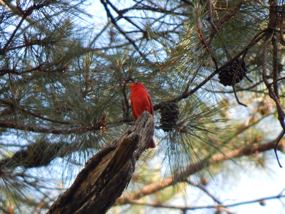 SUMMERTANAGER.jpg