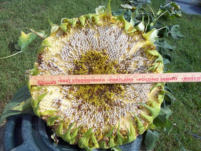 sunflower head.jpg