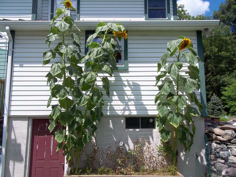 sunflower01.jpg