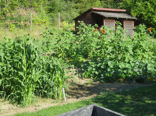 Sunflowers etc.JPG