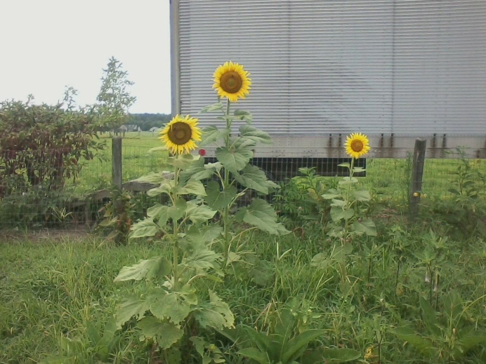 Sunflowers.jpg