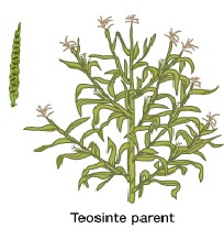 Teosinte pic.jpg