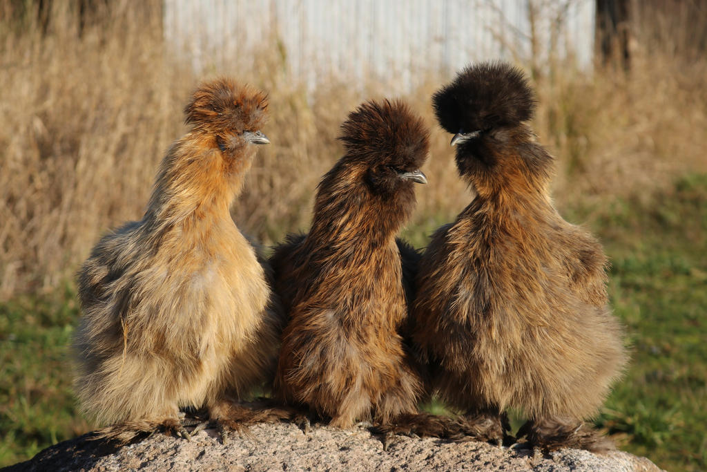three_chinese_hens_by_seerisil_dbwcleb-fullview.jpg