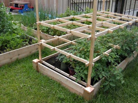 tomato cage 2.jpg