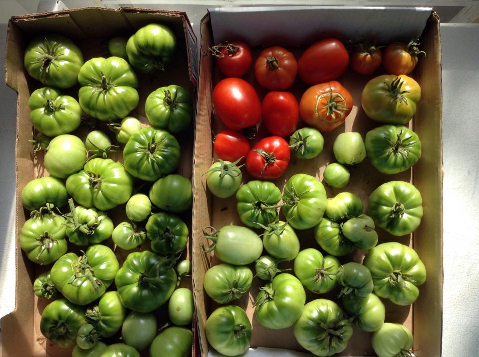 tomatoes.jpg
