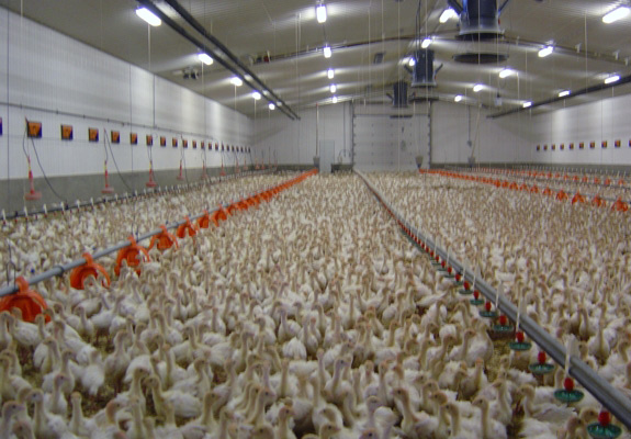 turkeyfarm3.jpg