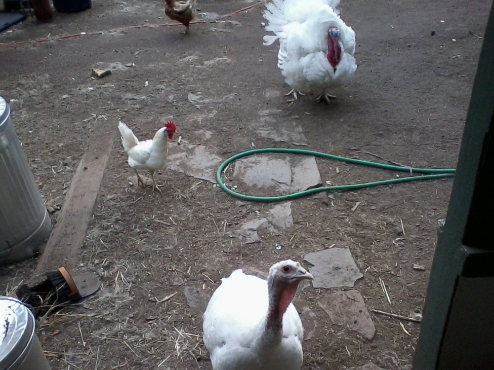 turkeys.jpg