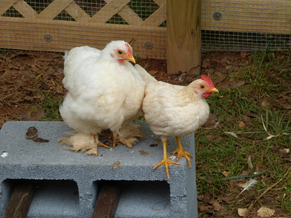 two whites2.JPG