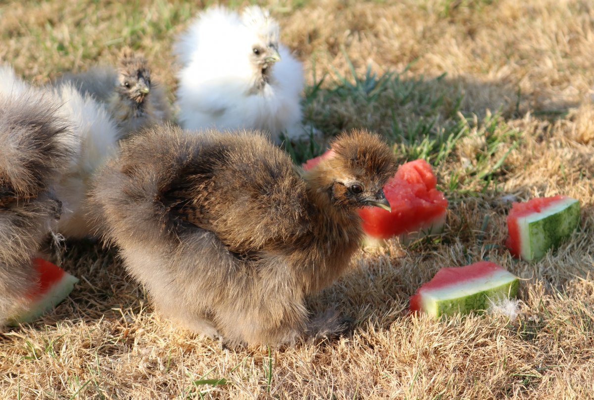 watermelon_afternoon_by_seerisil_dblo524.jpg