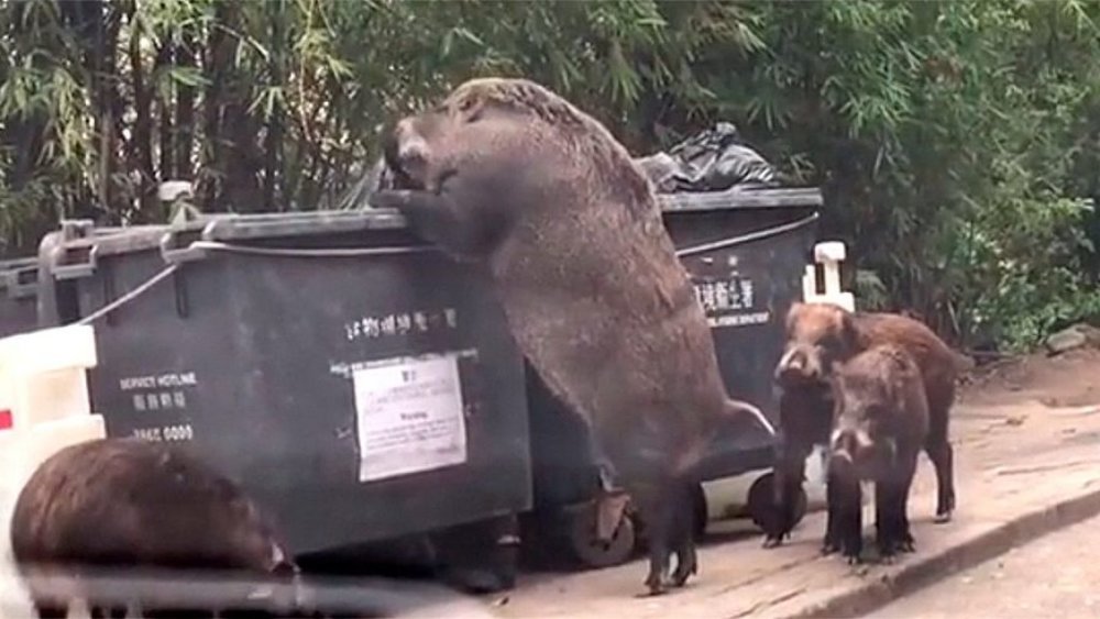wild-boar_tu-dong.jpg