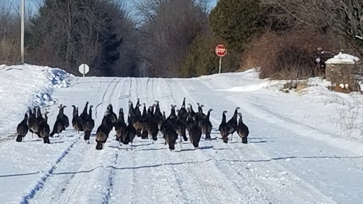 Wild Turkeys.jpg
