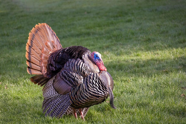 wildlife-6202054_640.jpg