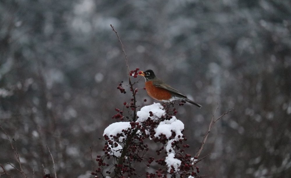winter_forage_by_seerisil-dbxu1jf.jpg