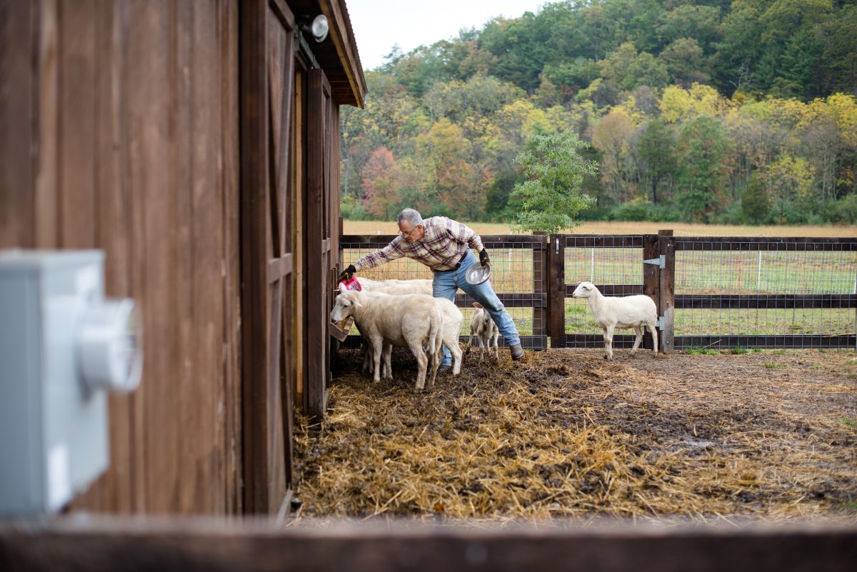 Basic Homesteading Skills You Should Learn