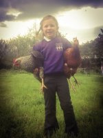 TabChickens.JPG