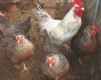 Silver Roo 2 (GP) Silver Hens 1 SDW Hen 7 months.jpg Silver Roo 2 (GP) Silver Hens 1 SDW Hen 7 months.jpg