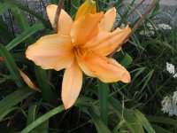 IMG_0117.JPG