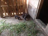 4 little pigs.JPG 4 little pigs.JPG