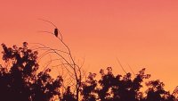 Owl at Sunset.jpg