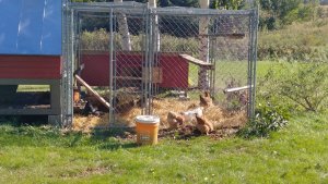 chickens 2018.jpg chickens 2018.jpg