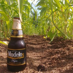 corn.jpg corn.jpg