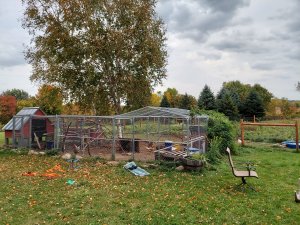 chicken wire back on.jpg chicken wire back on.jpg