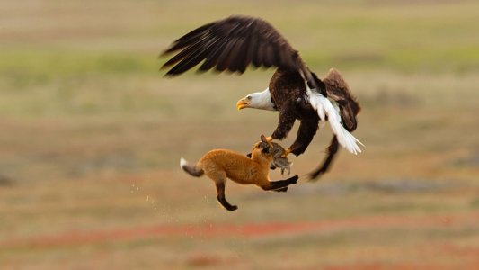 Audubon-Kevin-Ebi-Bald-Eagle.jpg