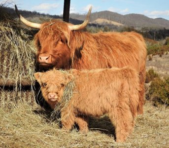 About-Highland-Cattle-Cover-Photo-Showing-Cow-Calf-Pair-600w.jpg
