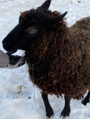 E047C90F-C2DE-4223-89F3-5748ABCC3838.jpeg E047C90F-C2DE-4223-89F3-5748ABCC3838.jpeg