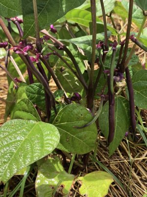 51E73FC9-B2E8-49DC-AB14-ED2FAA2E82B7.jpeg 51E73FC9-B2E8-49DC-AB14-ED2FAA2E82B7.jpeg