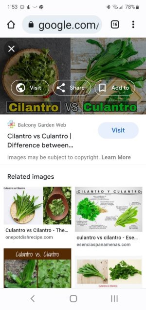 culantrovscilantro.jpg