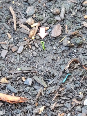 bunchonions1.jpg