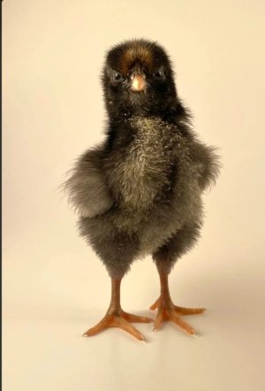 Screenshot_20220926_215233.jpg Screenshot_20220926_215233.jpg