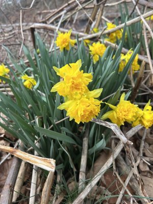 IMG_6700.jpeg