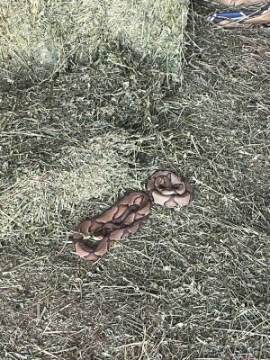 IMG_8589.jpeg