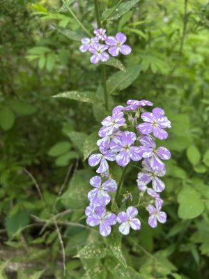 IMG_7482.jpeg