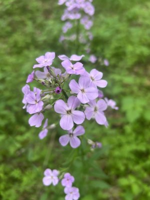 IMG_7472.jpeg