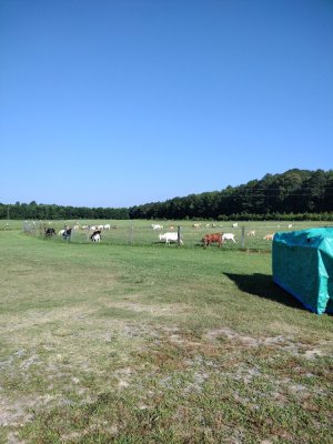 IMG_20250629_084007829.jpg