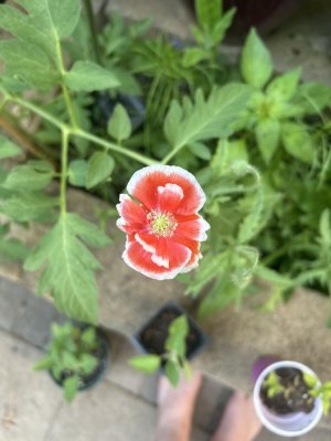 IMG_9218.jpeg